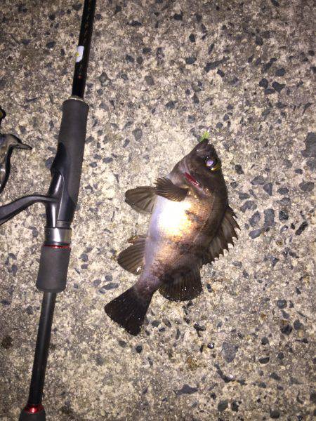 本日もメバル釣行